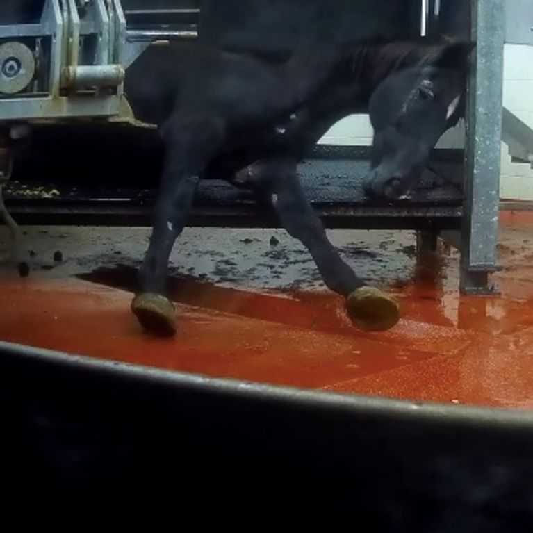 Cette vidéo alerte sur les conditions d'abattage des chevaux