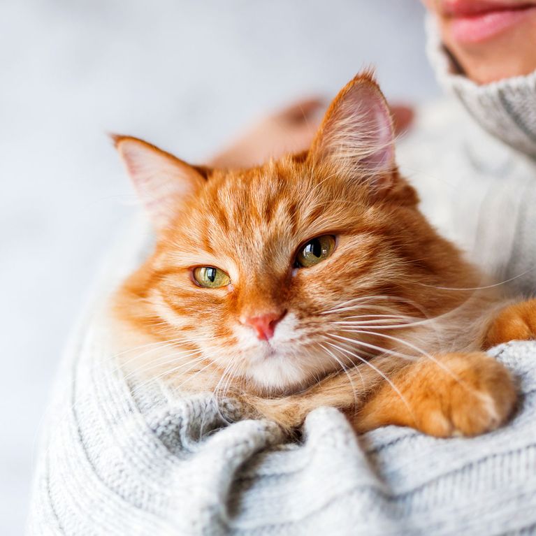 katzenhaare entfernen von bettwasche