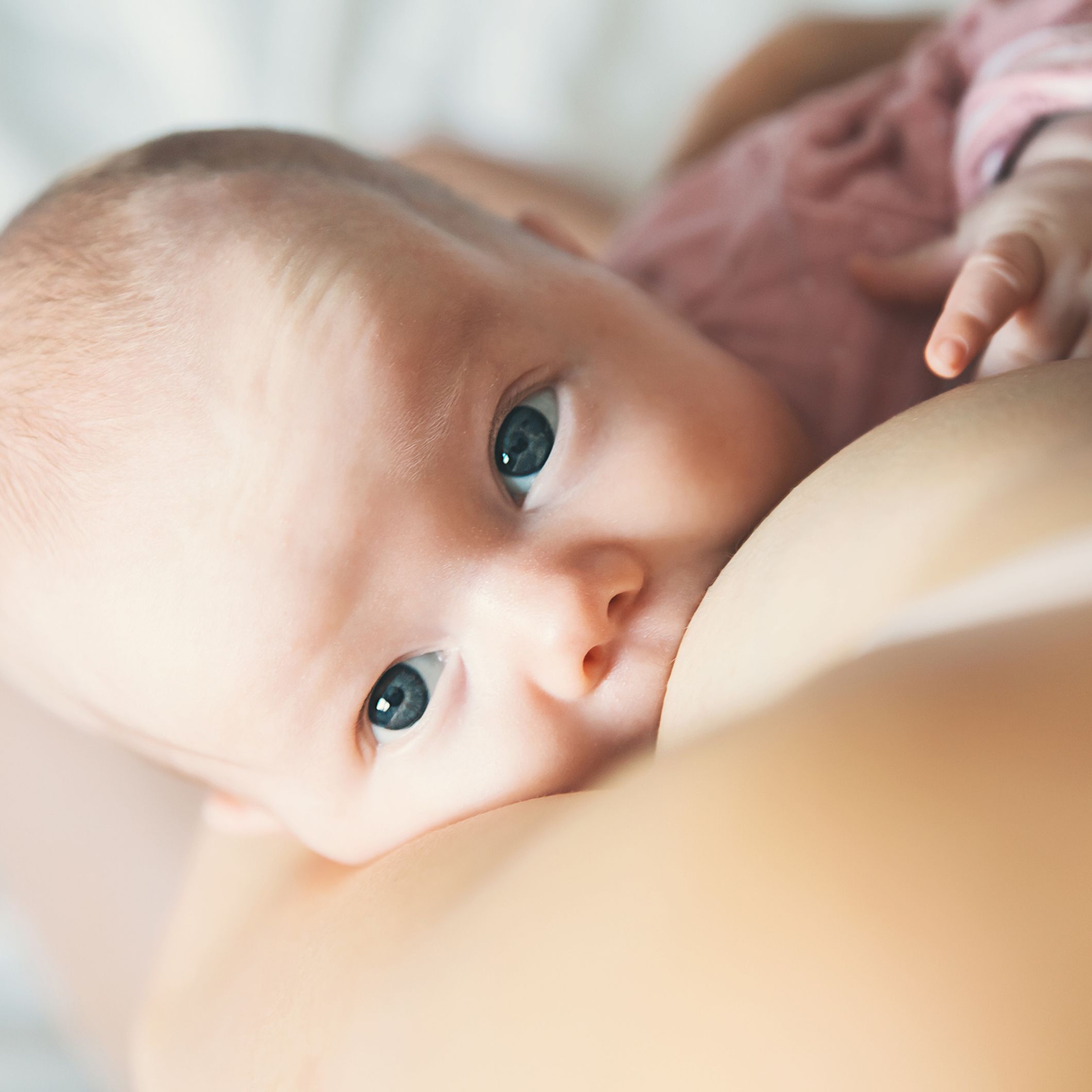  Bellababy - Sacaleches / Accesorios Para La Lactancia: Bebé