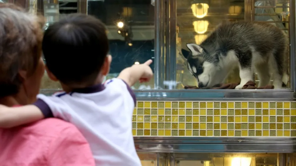 Cette vidéo révèle d'où proviennent les animaux vendus en animalerie... Et c'est choquant !