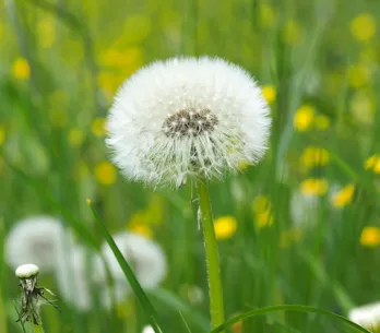 5 beneficios del diente de león para la salud que no sabías