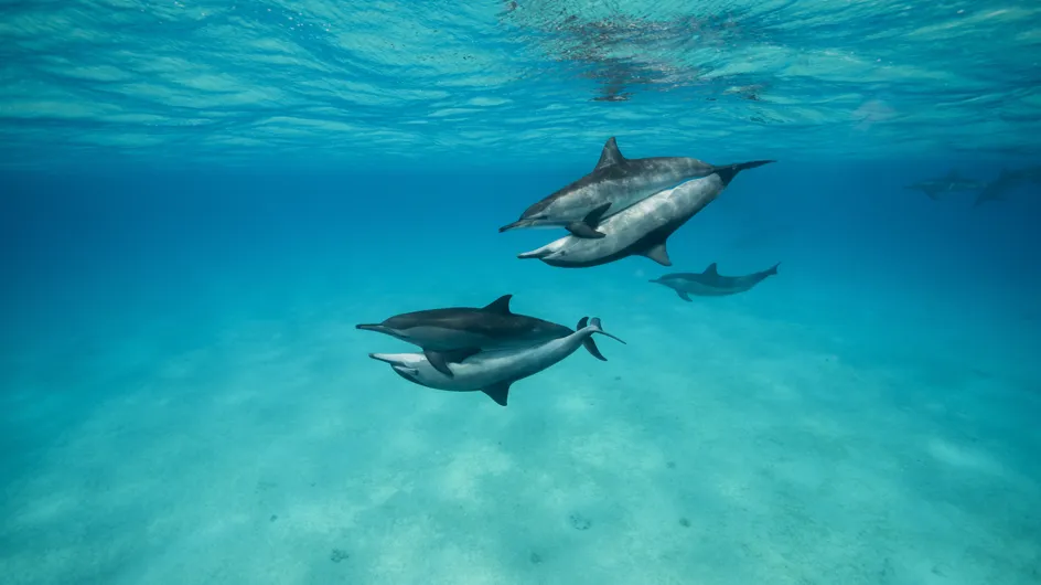 Une centaine de dauphins se sont échoués sur la côte atlantique