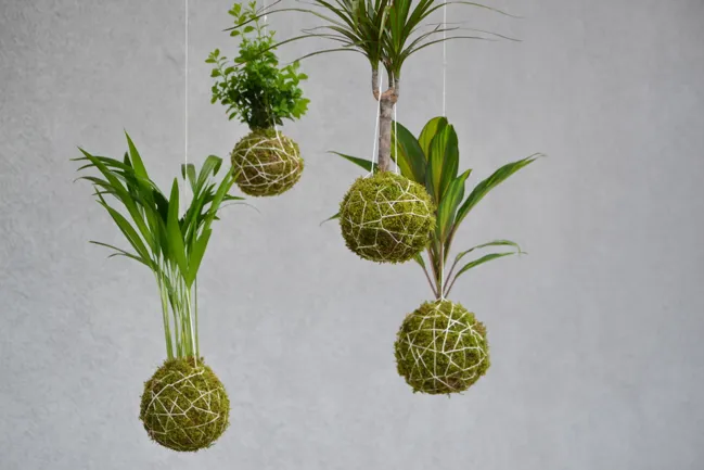 DIY kokedama : comment fabriquer une plante suspendue japonaise ?
