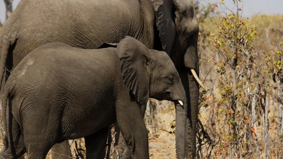 Le Botswana veut légaliser la chasse aux animaux sauvages