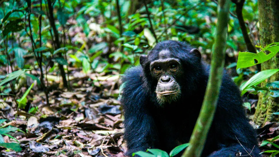 En Guinée, un barrage construit par une entre­prise pour­rait tuer 1 500 chim­pan­zés