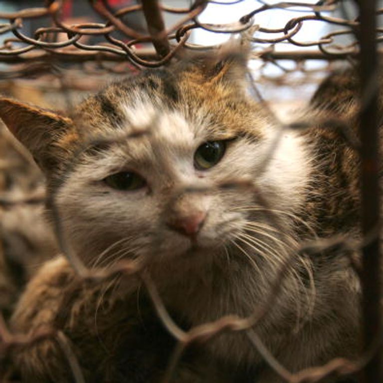 Grasse Cruauté Envers Des Chats Dans Une Association De - 