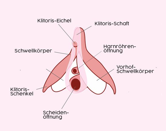 Kitzler der frau der ist wo bei Aufbau und