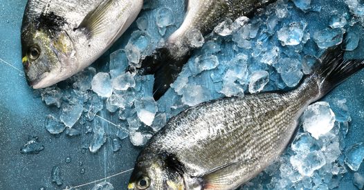 Tout Savoir Sur Les Poissons D Eau De Mer