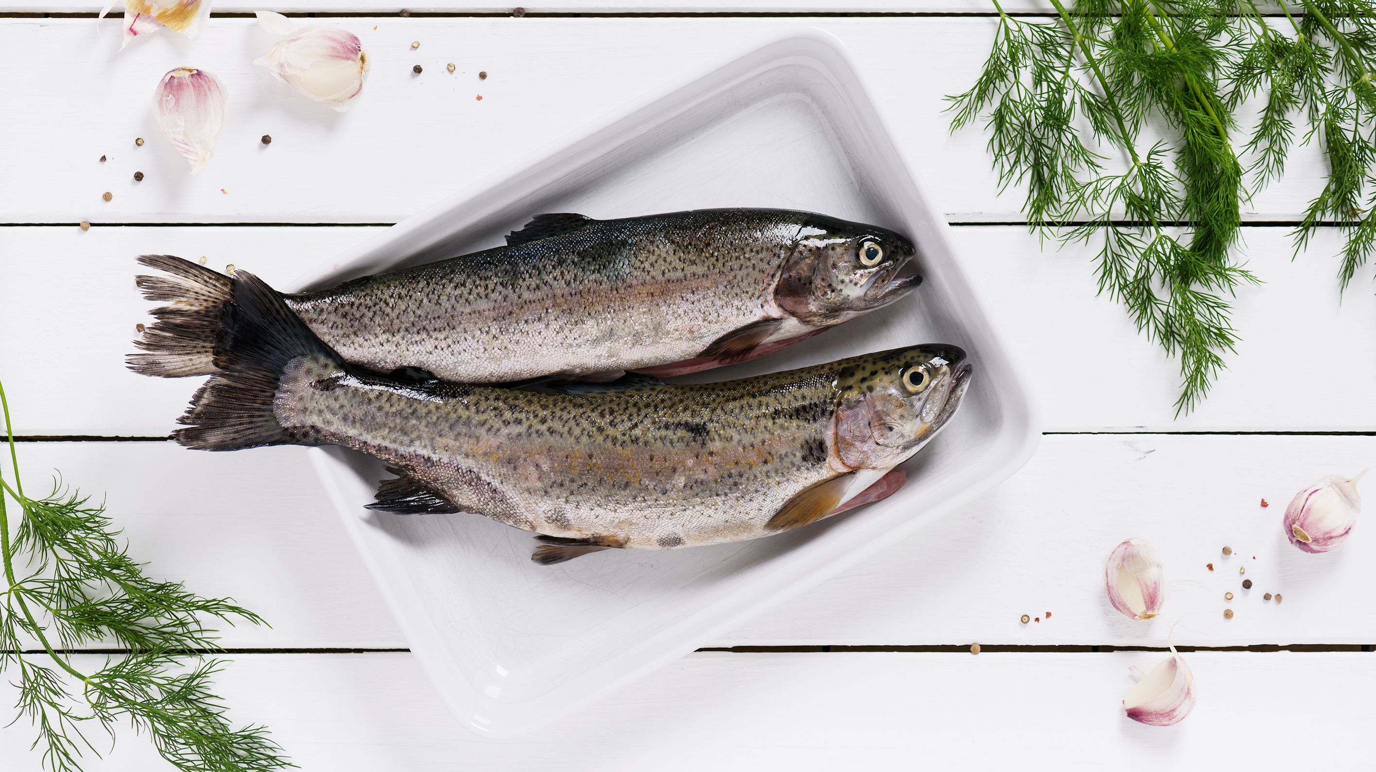 Tout savoir sur les poissons d