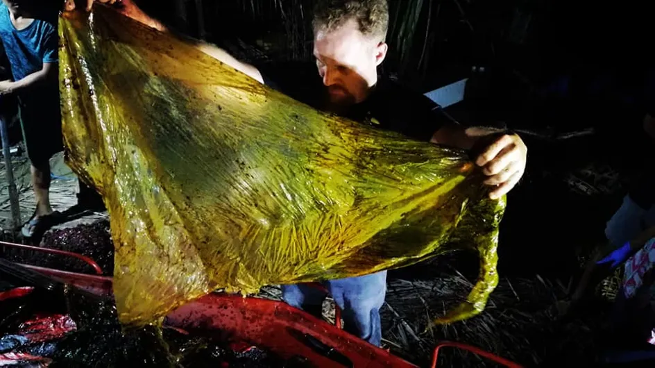 Une baleine décède des suites d’une longue agonie après avoir ingurgité 40 kg de plastique