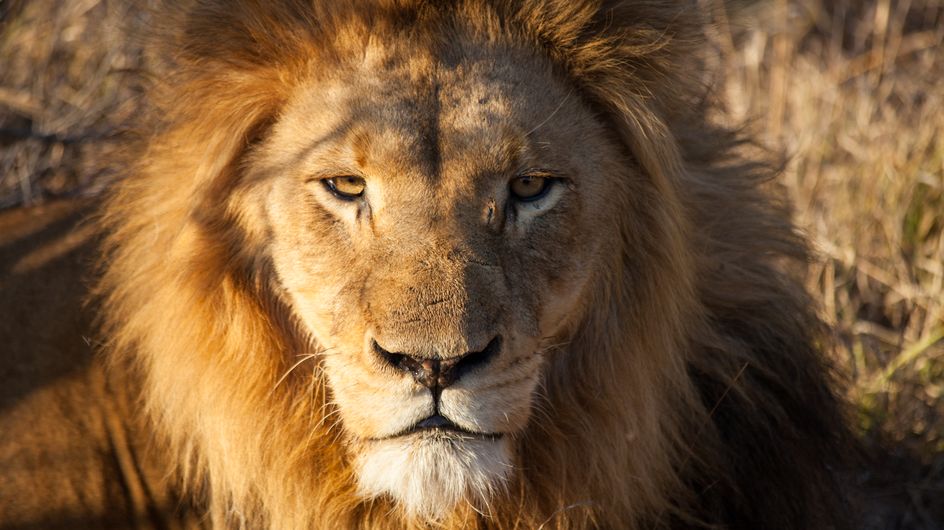 Chasseur Americain Specialise Dans Les Fourrures Un chasseur américain tue un lion en plein sommeil et scandalise