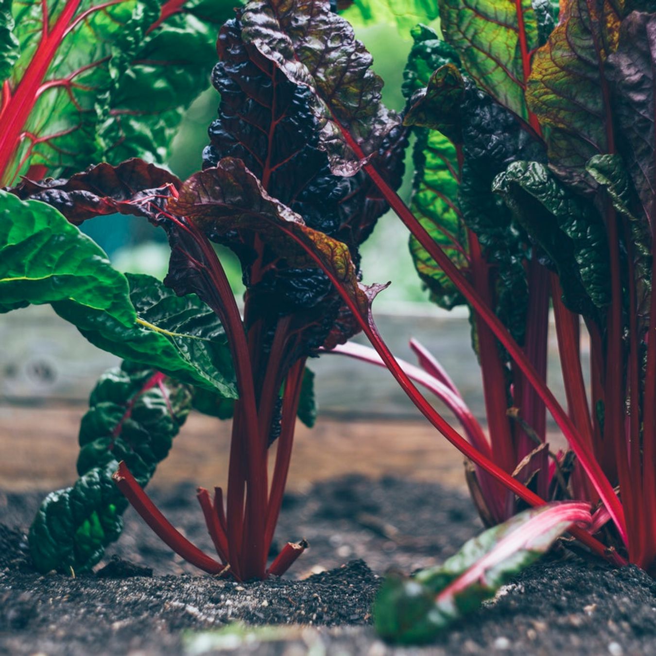 Plantes et légumes insolites à faire pousser chez vous !