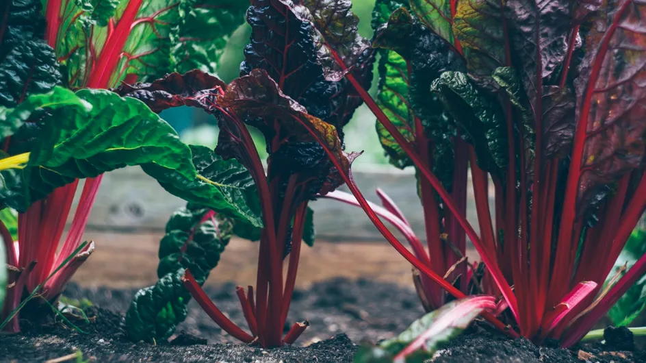 Les plantes et légumes insolites à faire pousser chez vous !