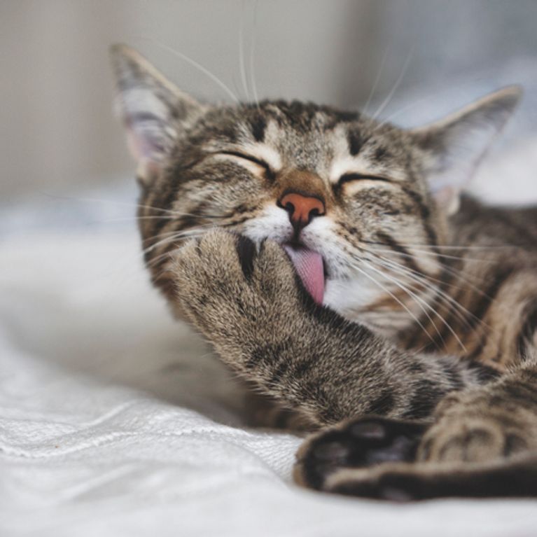 Les chats reconnaissent leur nom... même s'ils laissent penser le contraire — Science Les chats reconnaissent leur nom... même s'ils laissent penser le contraire — Science