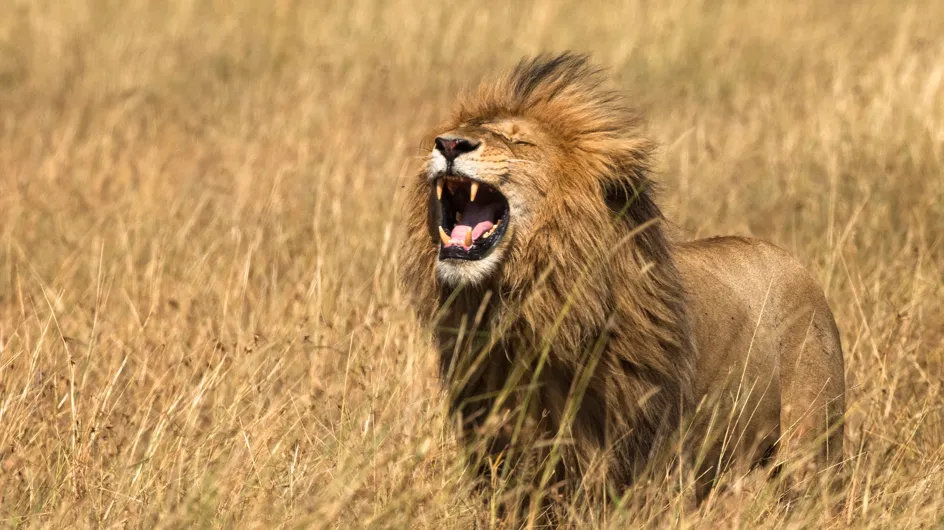 Afrique du Sud : un braconnier tue un éléphant avant d'être dévoré par des lions