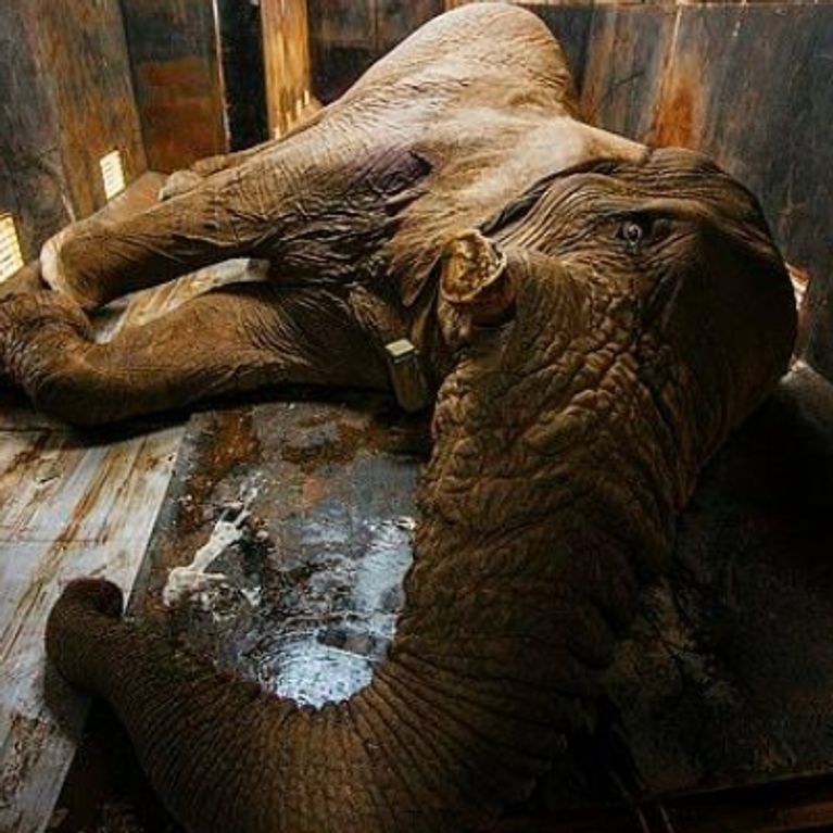 Condamne A Mort Par La Justice Cet Elephant Est Sauve De Justesse