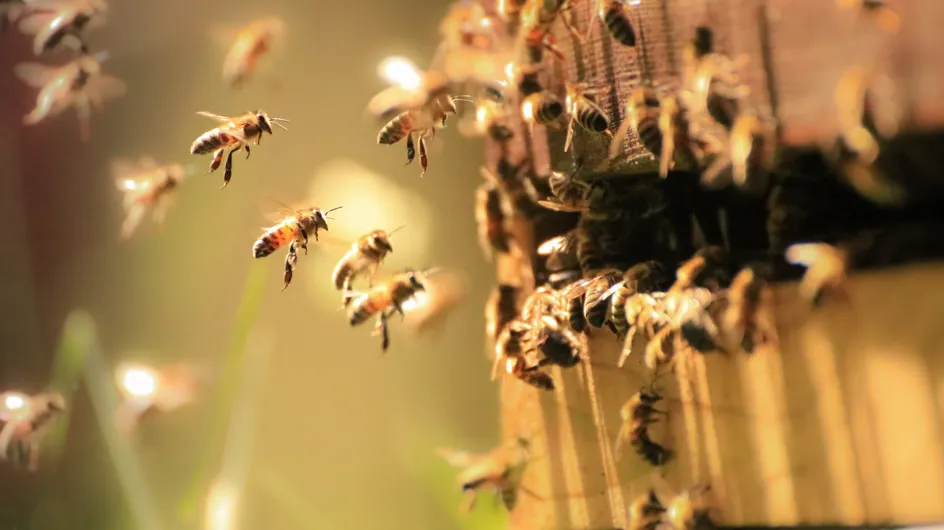 A Taïwan, quatre abeilles ont été découvertes dans l'oeil d'une femme
