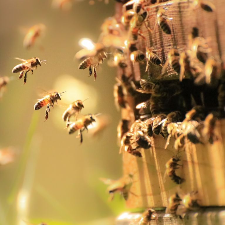 Un médecin retire quatre abeilles vivantes de l’œil d'une femme Un médecin retire quatre abeilles vivantes de l’œil d'une femme