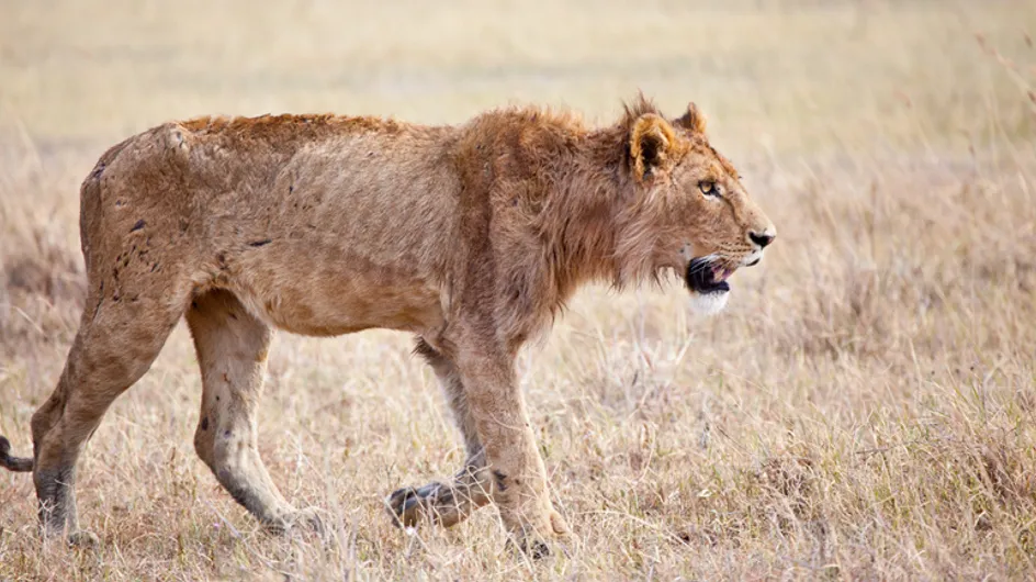 Une centaine de lions sont maltraités dans cet élevage sud-africain