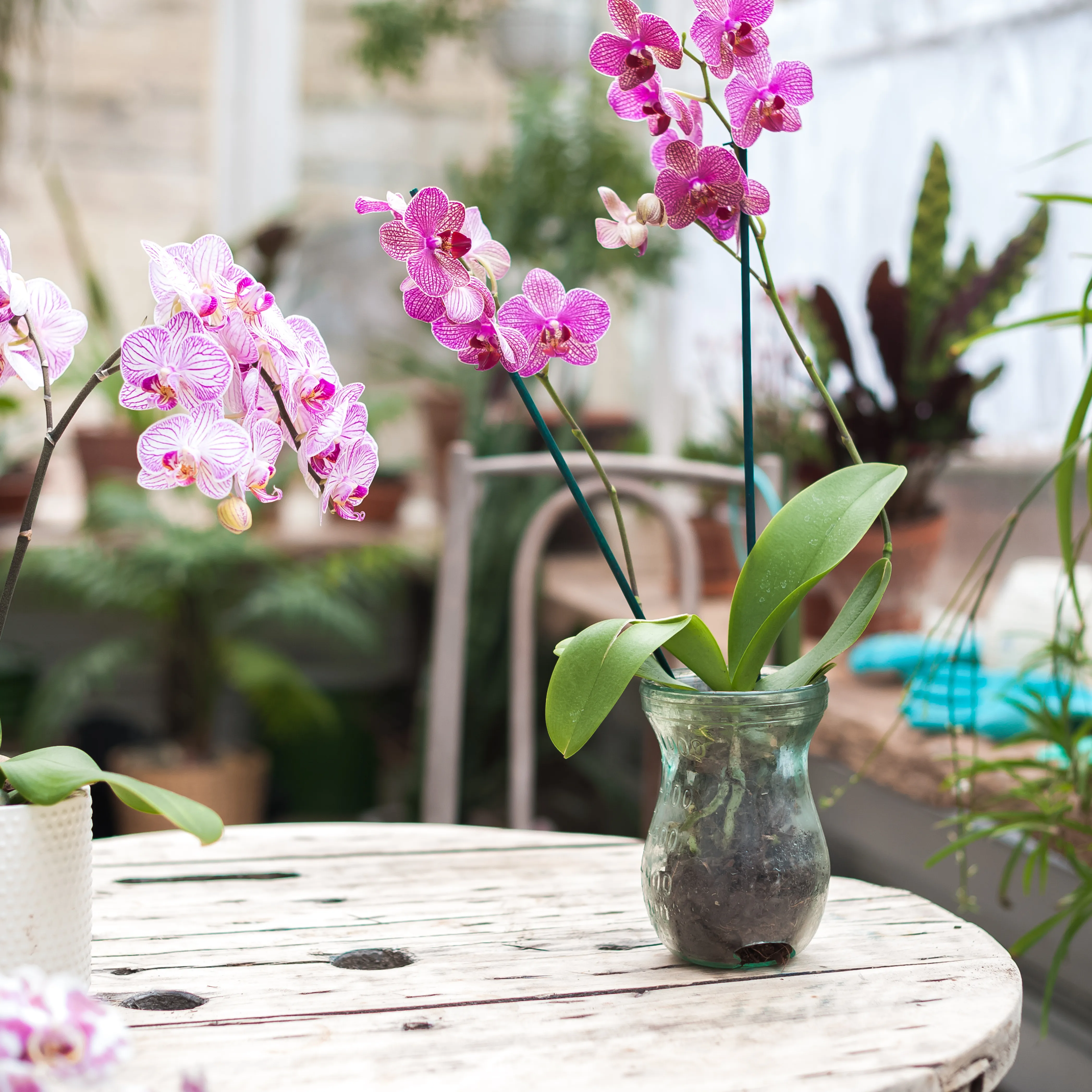 Comment Bien Entretenir Mon Orchidee