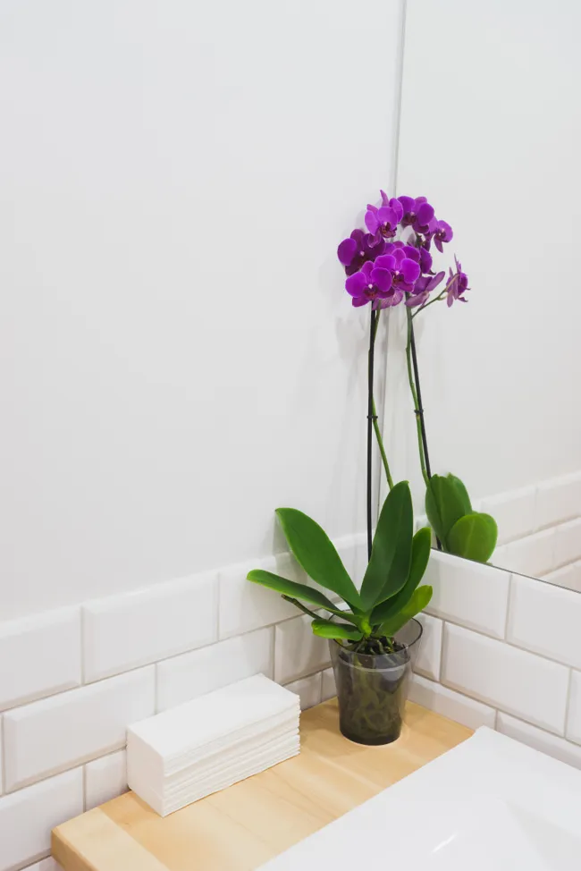 9 conseils pour avoir de belles orchidées