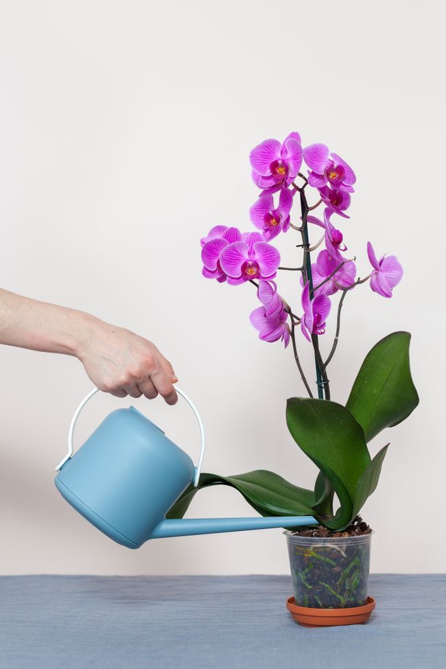Orchidée comment s en occuper