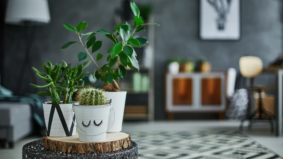 Las mejores plantas artificiales para decorar tu casa sin esfuerzo