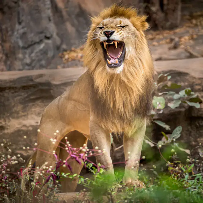 Une Femme A Ete Attaquee Par Un Lion Du Cirque Zavatta
