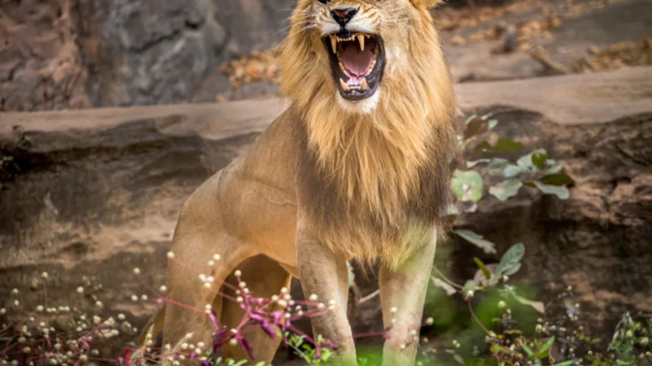 Une femme attaquée par un lion du cirque Zavatta se retrouve grièvement blessée