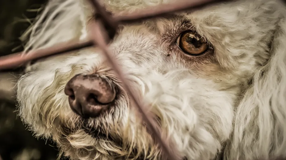 Inadmissible ! Un chien euthanasié sur ordre de sa propriétaire pour être enterré avec elle