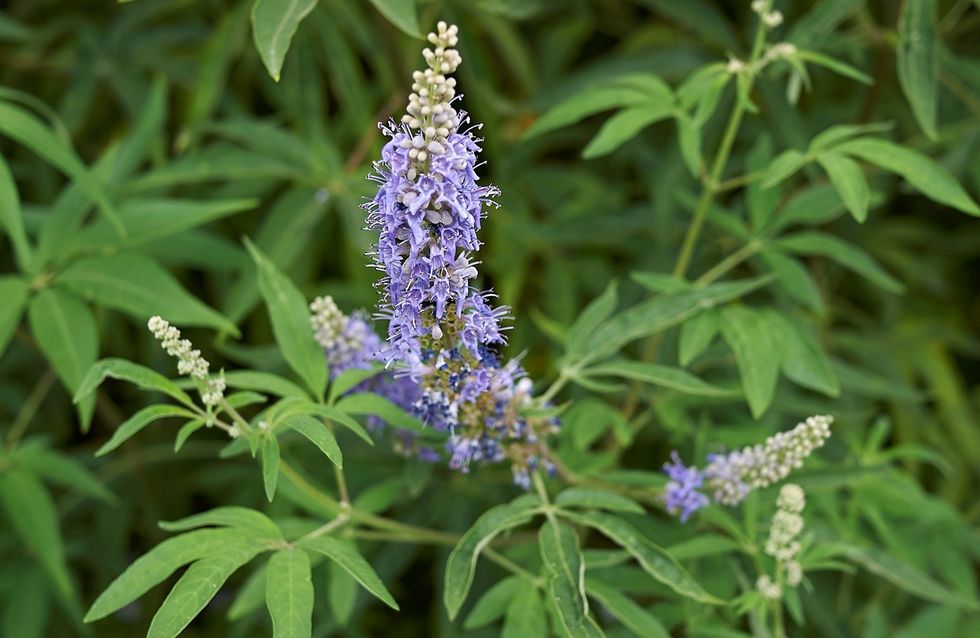 piante medicinali per dimagrire piante medicinali per dimagrire