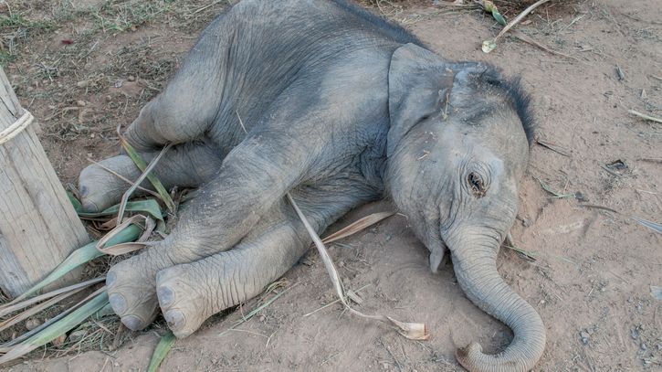 Victime Du Tourisme Un Bebe Elephant S Effondre D Epuisement