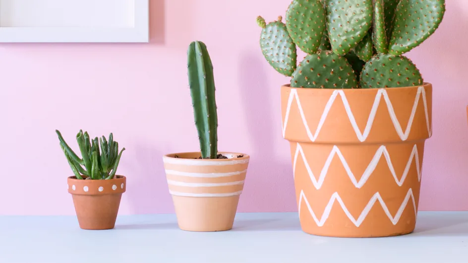 6 conseils pour entretenir vos cactus