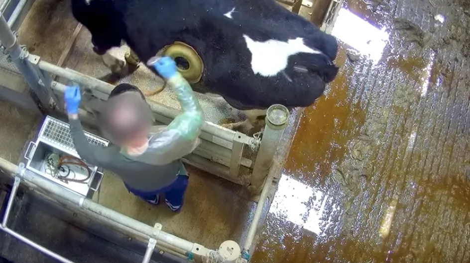 Les "vaches à hublot" : des conditions d'élevage atroces dénoncées par l'association L214