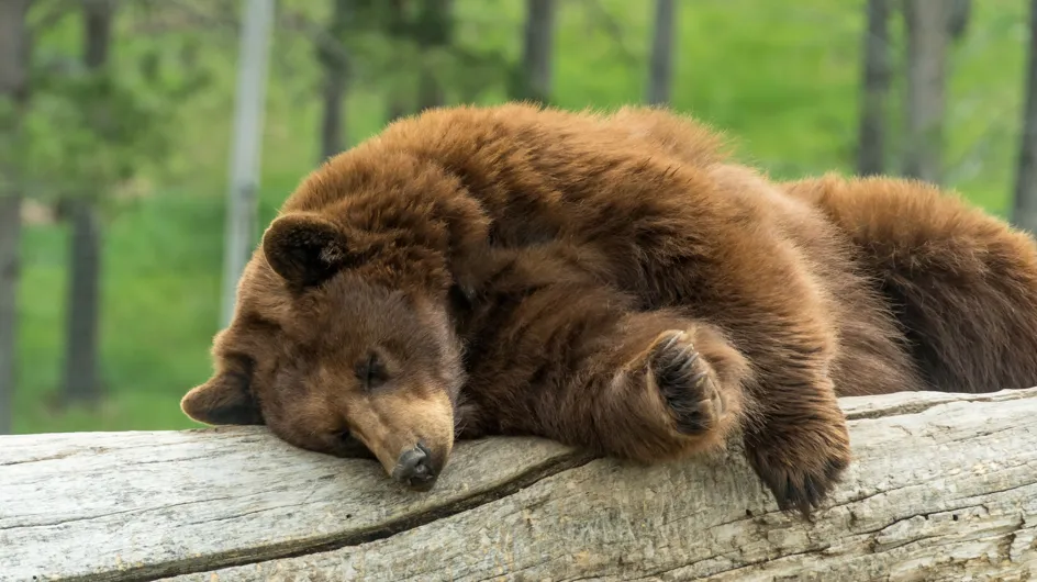 Improbable ! Aux Etats-Unis, un ours entre dans une maison pour faire une sieste