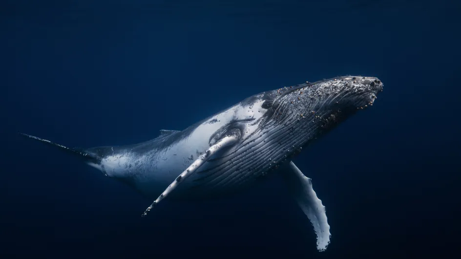 La chasse commerciale à la baleine va reprendre au Japon