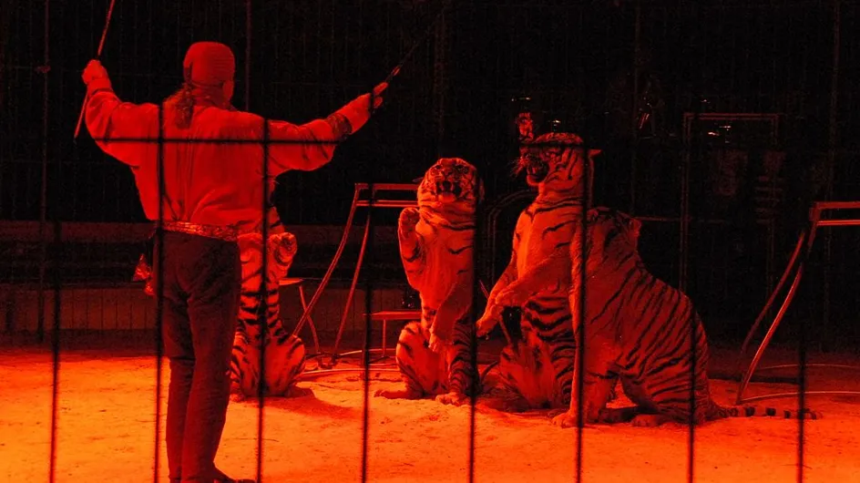 Un dompteur attaqué et tué par ses tigres dans un cirque en italie