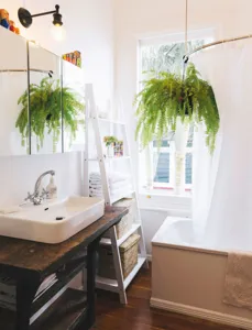 Top 9 des plantes à mettre dans votre salle de bain - Depuis mon hamac