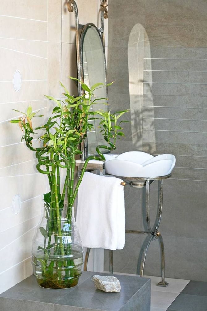 Les meilleures plantes pour la salle de bain