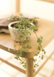 Pilea
