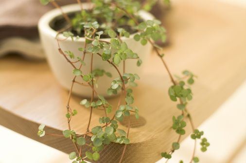 Pilea