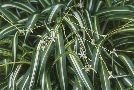 Chlorophytum