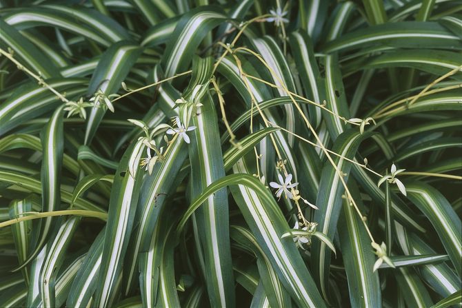 Chlorophytum