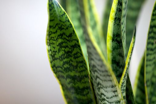 Sanseveria