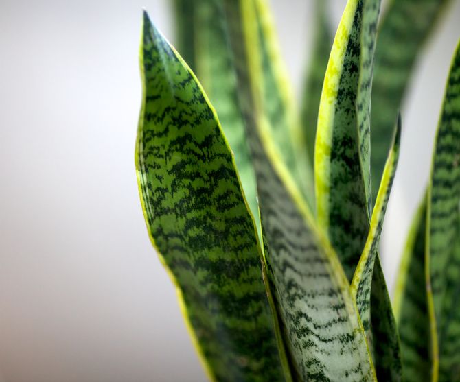 Sanseveria
