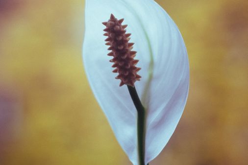 Spatiphyllum