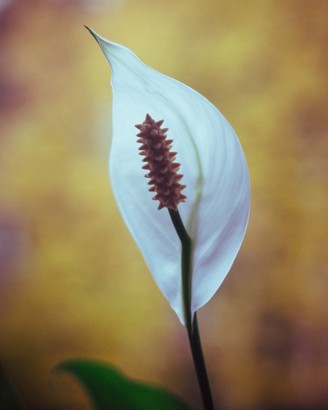 Spatiphyllum