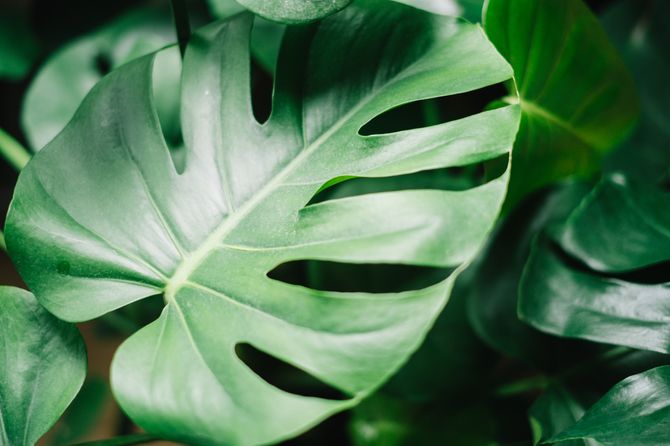 Monstera