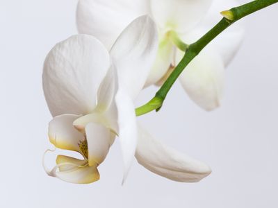Orquídea