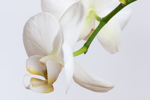 Orquídea